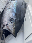 Bluefin-tuna-carolina-beach-fishing-charters-Wet-n-Wild-2-3