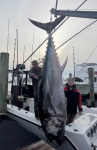 Bluefin-tuna-carolina-beach-fishing-charters-Wet-n-Wild-2-4