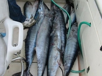 Carolina Beach Fishing Charters Photo Gallery (4)